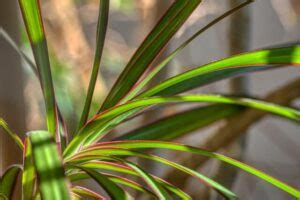 細長葉植物|細い葉の観葉植物